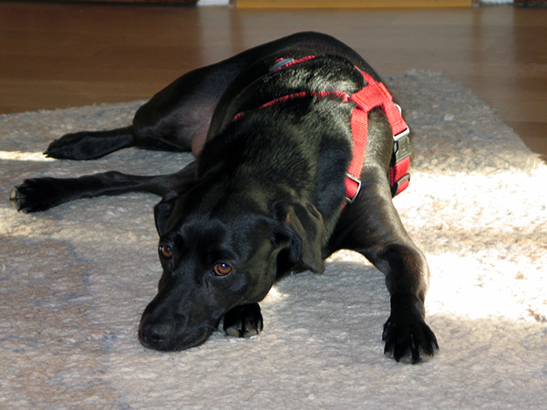 Thumbnail 009_Cleo.jpg