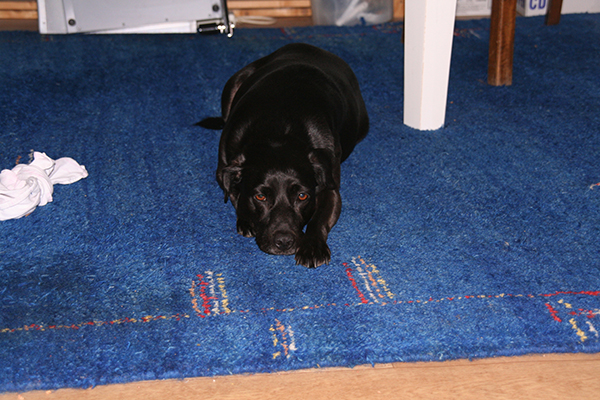 Thumbnail IMG_0001.JPG