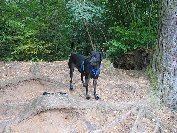 Thumbnail IMG_0381.jpg