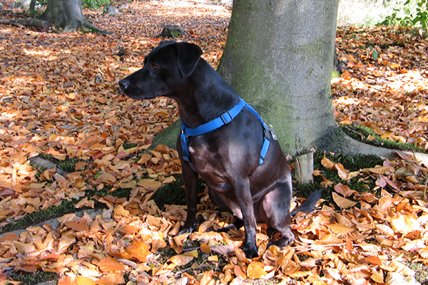 Thumbnail IMG_0947.JPG
